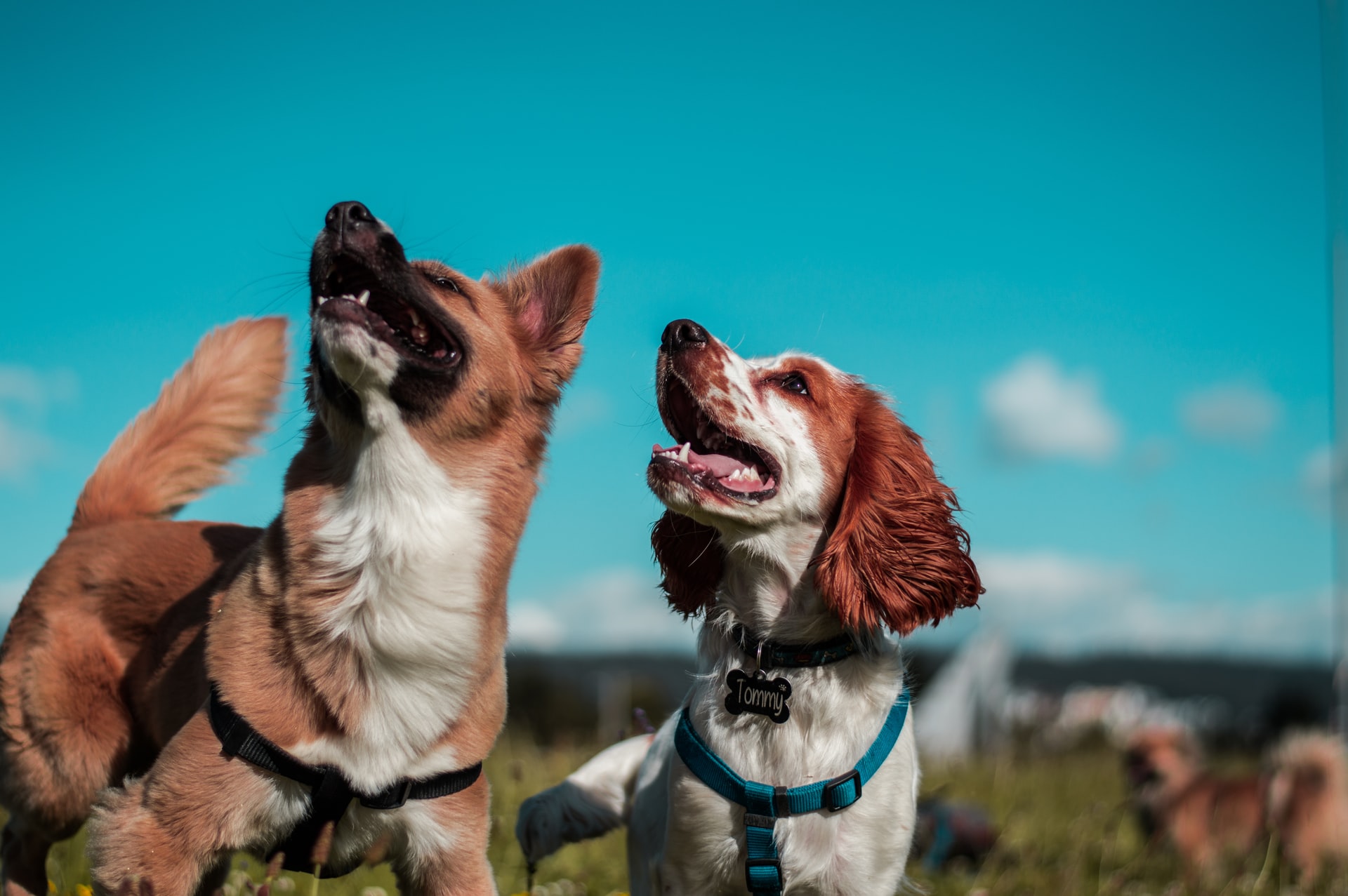 Veterinarian Services in Cleveland Ohio and Surrounding areas